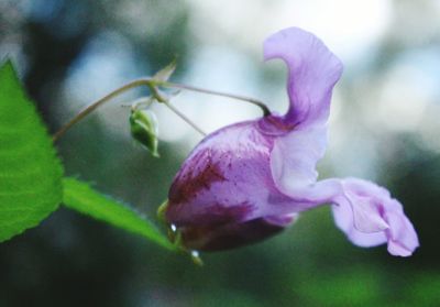 Close-up of pink flower
