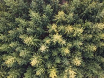 Full frame shot of pine trees in forest