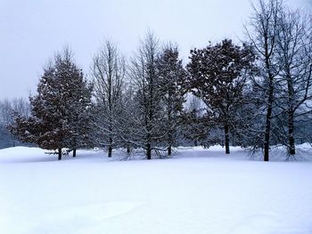 Trees on snow covered field during winter