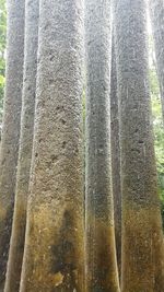 Close-up of tree trunk