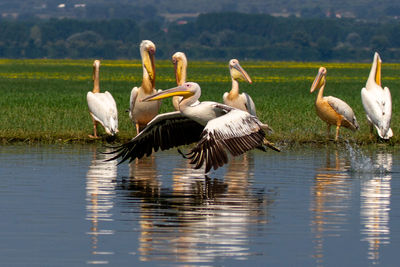 Kerkini, greece, july 12, 2021. pelican on lake kerkini.