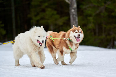 Two dogs on snow covered land