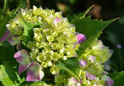 Close-up of pink flowering plant