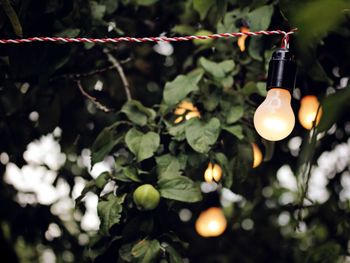 Close-up of illuminated light bulb hanging on plant