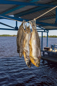 Fish hanging in sea