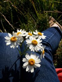 Daisy flowers in field