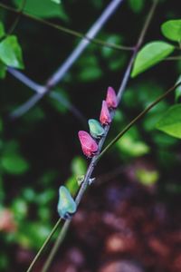 Close-up of pink flower