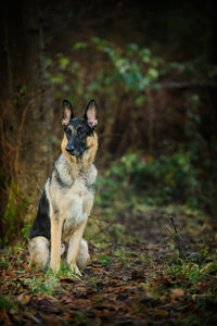 German shepherd sitting on field