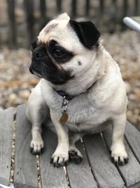 Close-up of a dog