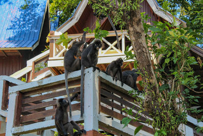 Low angle view of monkey on roof against trees