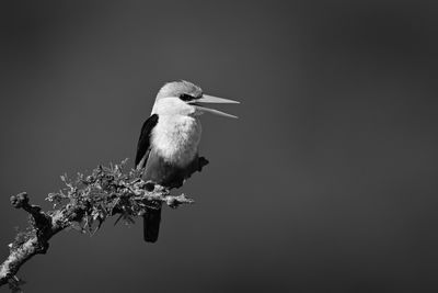 bird