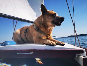 Dog looking away while sitting on boat