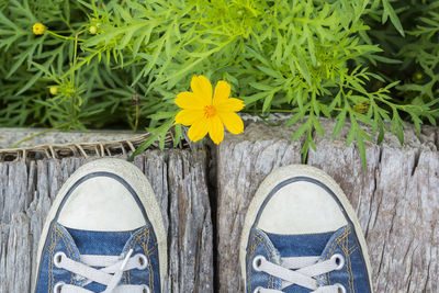 Low section of person standing on yellow flowering plants