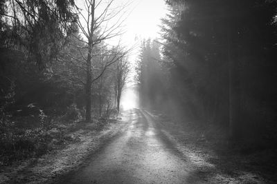 Dirt road amidst trees in forest
