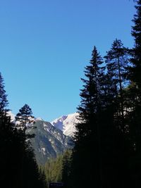 Pine trees on snowcapped mountains against clear blue sky