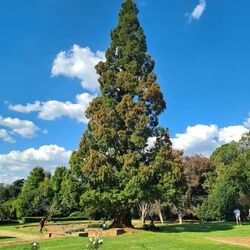 Trees on field against sky