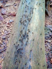 High angle view of a tree trunk