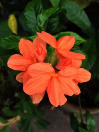Close-up of red flower