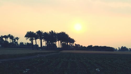 Silhouette palm trees on field against sky during sunset