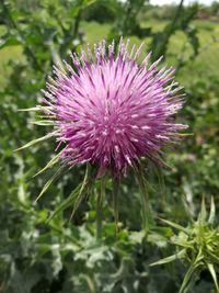 Close-up of purple thistle flower on field