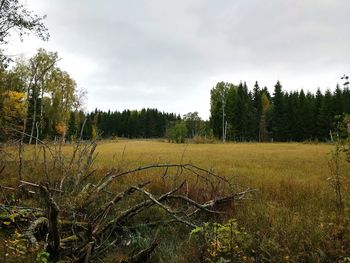 Scenic view of field against sky