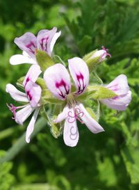 Close-up of pink flowers