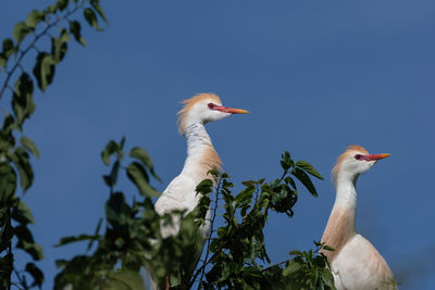 Low angle view of birds perching on tree against sky