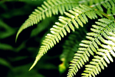 Close-up of fern leaves