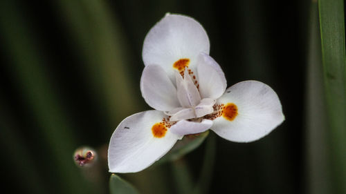 Close-up of white flowering plant