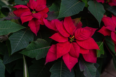 Close-up of red flowering plant