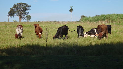 Cows grazing on grassland