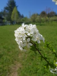 Close-up of white flowering plant on field