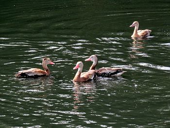 Swans swimming in lake