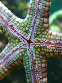 Underside of starfish