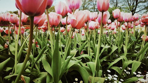 Close-up of tulips blooming outdoors