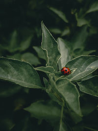 Close-up of ladybug on leaf