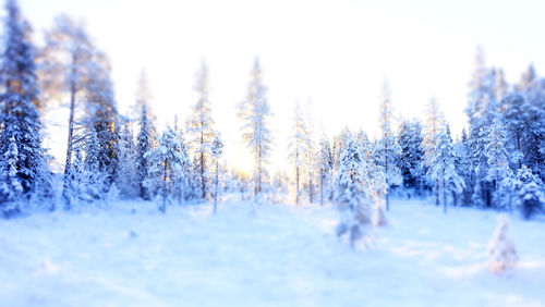 snow