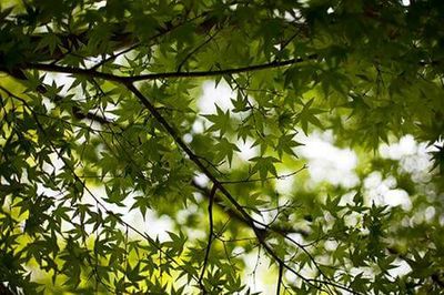 Low angle view of trees