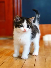 Portrait of cat standing on hardwood floor