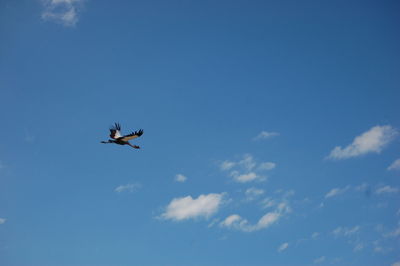 Low angle view of helicopter flying against blue sky