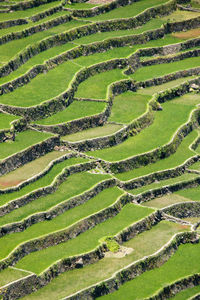 Scenic view of agricultural field