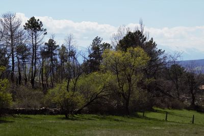 Trees on field against sky