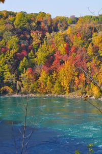 Scenic view of lake by trees during autumn