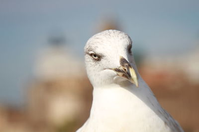 Close-up portrait of white bird