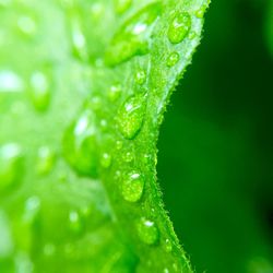 Close-up of water drops on leaf