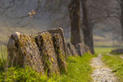 Plants growing on land