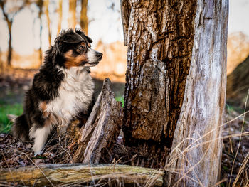 Dog looking away on tree trunk