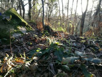 Close-up of fresh plants in forest