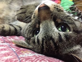 Close-up portrait of cat