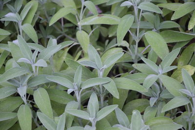 Full frame shot of green leaves